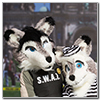 Eurofurence 2014 fursuit photoshoot. Preview picture of Softwolfi, Jenna